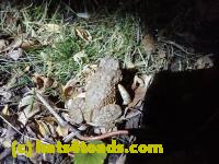 /home//u458753944/public_html/sourcegallery//Roxborough Toad Detour/2022/2022-03-07/P3070845.JPG
